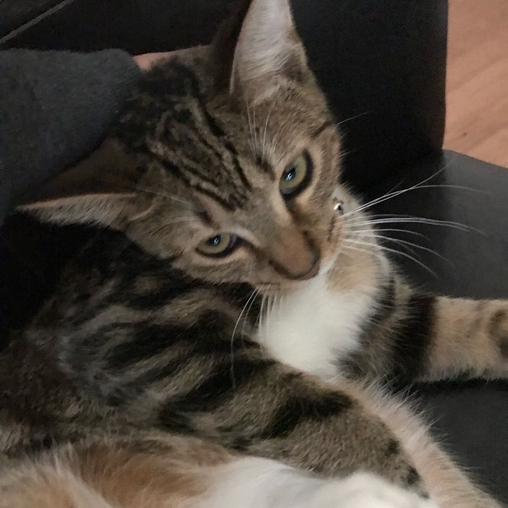 Meet your Posher, Hosam